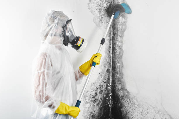 Best Comprehensive Air Testing for Mold Contaminants  in Gleneagle, CO