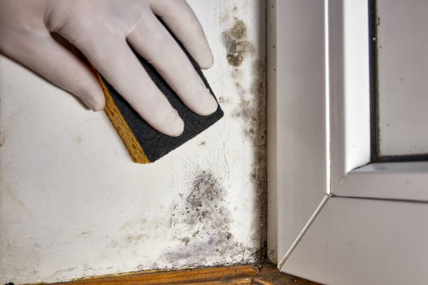 Best Real Estate Mold Inspection  in Gleneagle, CO