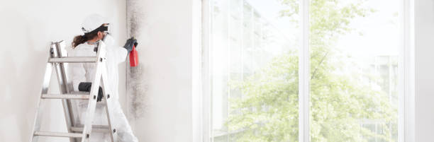 Trusted Gleneagle, CO Mold Removal Experts